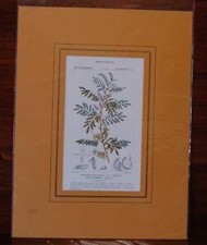 Dizionario delle Scienze Naturali, Incisione originale colorata a mano d'epoca.,