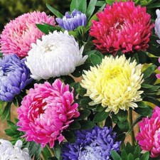 Semi di Aster, 5000 semi di