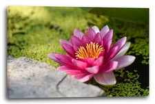 Tela/Cornice Immagini del