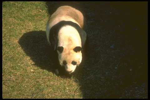 160024 grande panda - grande, stampa