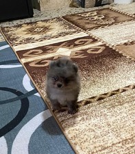 cuccioli di Spitz Pomerania