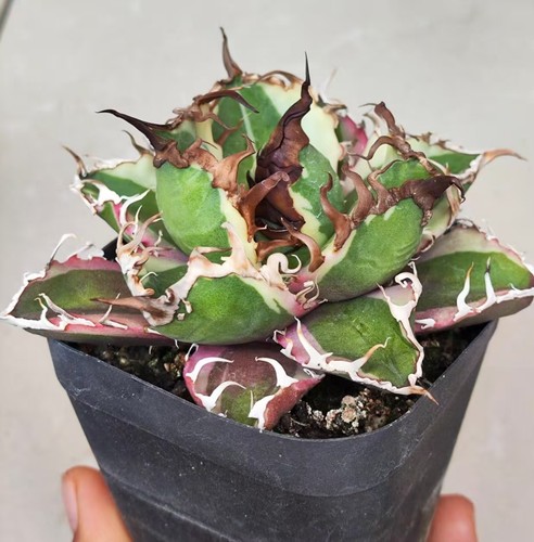 Agave titanota cesare - agave,