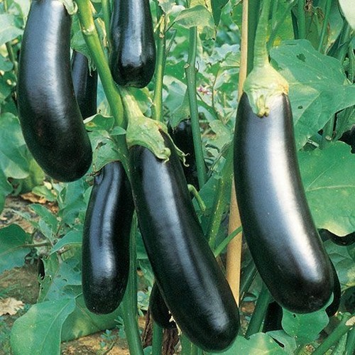 Semi sementi melanzana - sementi,