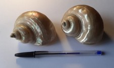 Lotto 2 Esemplari da Esposizione Conchiglie Madreperla Medie Dimensioni