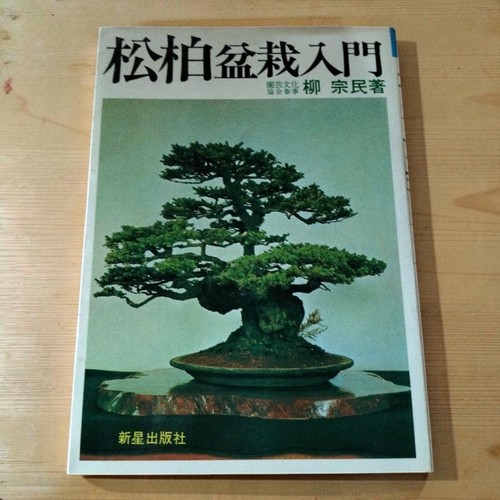 Rare pine oak bonsai - rare,