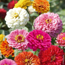 Semi Fiori ZINNIA GIGANTE CALIFORNIA MIX in Busta Ermetica MADE in ITALY Qualità