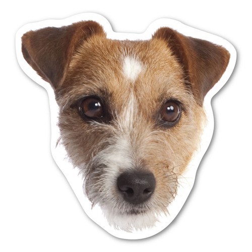 Calamita jack russell - calamita, terrier