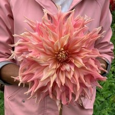 BS1476LM Big Dahlia semi di
