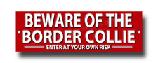 ATTENZIONE AL BORDER COLLIE