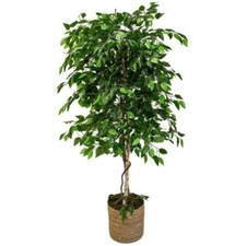 Ficus benjamin pianta - ficus,