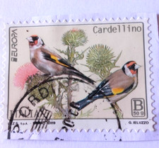 2019 ITALIA SPLENDIDO  FRANCOBOLLO  CARDELLINO  ANNULLO TONDO TIPO B 50 Gr.USATO