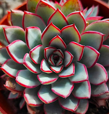 Echeveria esther vaso cm - echeveria, 10
