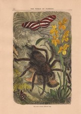 Stampa antica RAGNO TARANTOLA