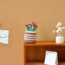 Crassula Ovata Hobbi