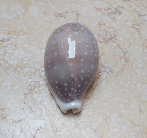 Cypraea camelopardalis