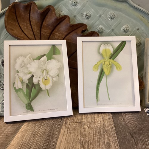 Orchidea macfarlane cattleya - orchidea,