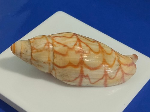 Conchiglia shell volutoconus - shell,