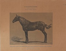 Stampa antica CAVALLO STALLONE