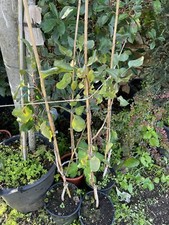 3 piante di Pistacchio AEGINA di cui 1 maschio piante di 3 anni in vaso 1.3m