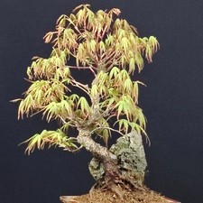 Acer palmatum Arakawa Ishizuki