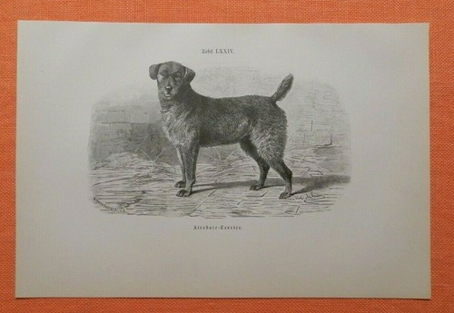 Airedale terrier incisione - terrier, su
