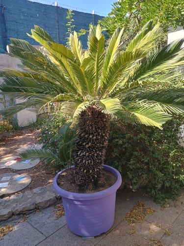 Cycas revoluta vaso - cycas,