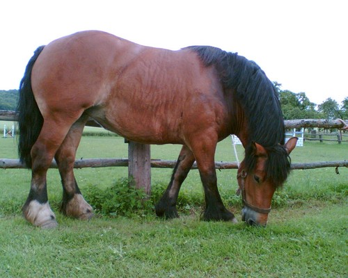 Rhenish german coldblood horse - german,