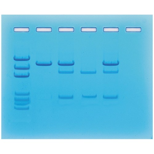 Rilevamento gene cancro - rilevamento,