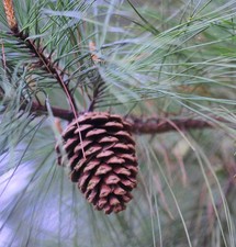 Pinus taeda | Loblolly pine | Oldfield pine - incenso-pino | pini il vecchio