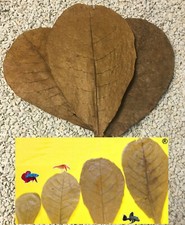 10 foglie di mandorlo marino