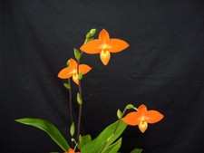 Phragmipedium besseae, orchidea
