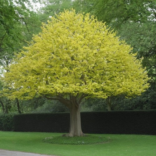 Liriodendron tulipifera albero - tulipifera,