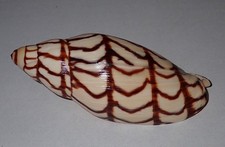 102 mm MEGA RARA Volutoconus