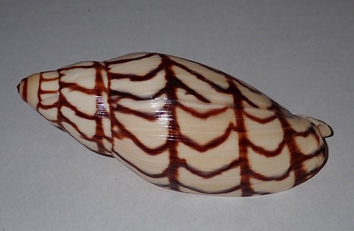 102 mega rare - mm, volutoconus