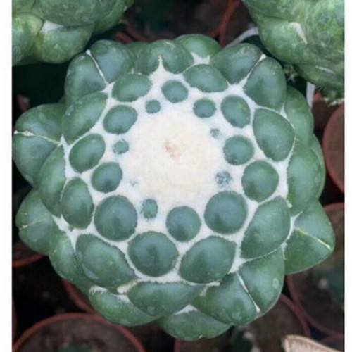 Pianta succulenta cactus - succulenta,