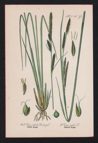 1880 erba pungente carex - pungente,