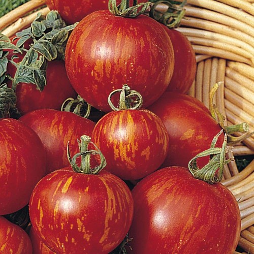 Pomodoro tigerella semi - pomodoro,