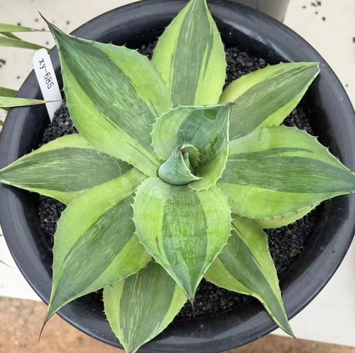 Agave ovatifolia - 25,