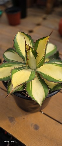 Agave bovicornuta variagated - agave,
