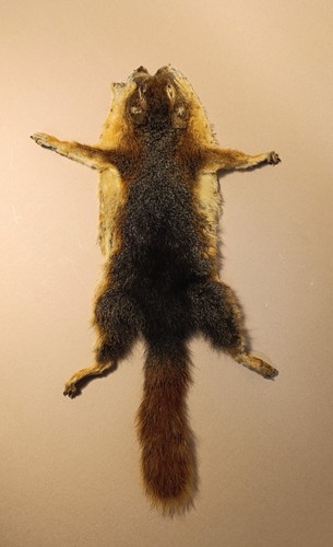 Taxidermy cabinet de - cabinet,