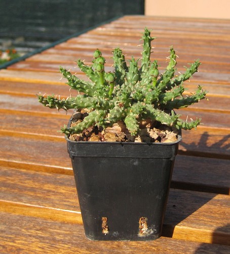 Euphorbia gorgonis rsa - euphorbia,