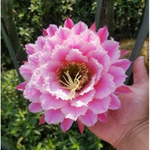 Pianta succulenta cactus 5 - succulenta,