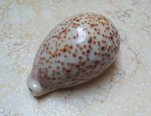 Cypraea pantherina large red - cypraea,