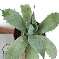 Agave ovatifolia X Agave