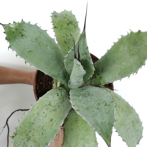 Agave ovatifolia - ovatifolia, x