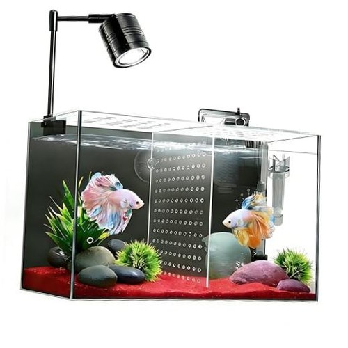 Fish tank galloni vetro - fish,