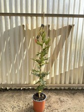 Pianta Di Mimosa, Acacia