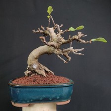BONSAI  DI FICO DA  FRUTTO