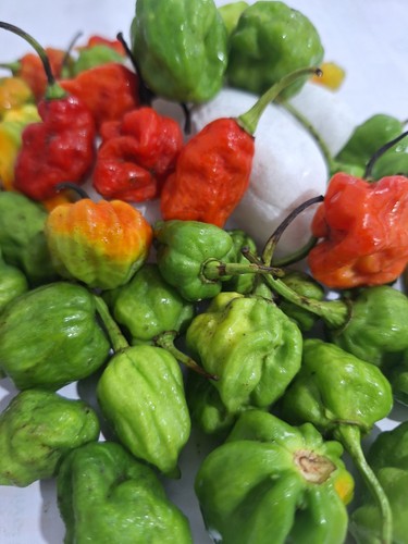Peperoncino rosso fresco