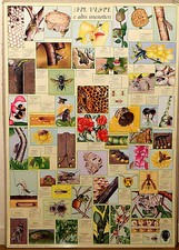 PRL) 1993 API VESPE IMENOTTERI